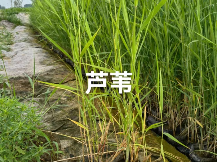 盆栽芦苇